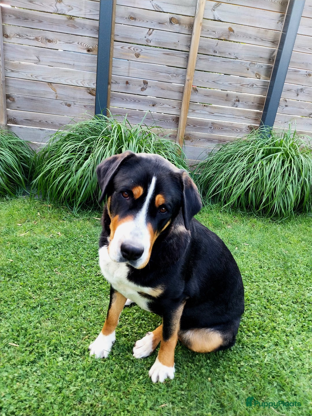 Grote Zwitserse Sennenhond honden te koop: 2 lieve Grote Zwitsterse Sennen pups - Afbeelding 2
