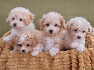 Poedel Toy honden toy poedel - Advertentie 2