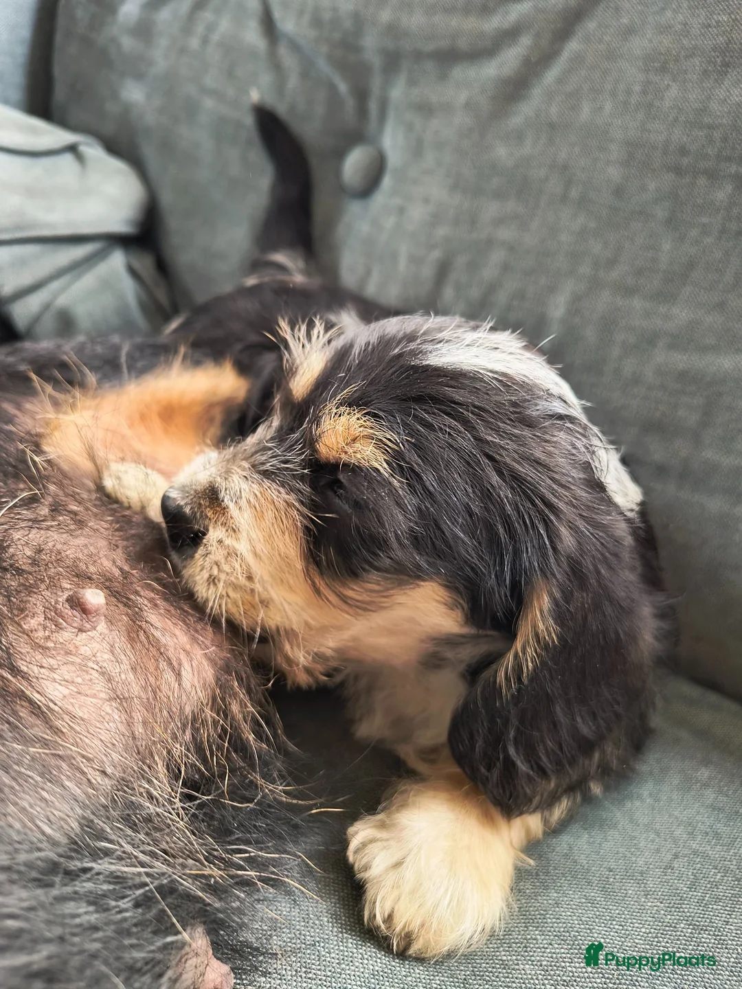 Kruising honden te koop: Prachtige pup teckel x maltezer - Advertentie 1