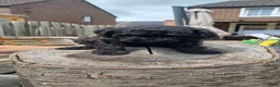 Labradoodle honden te koop: Mooie mini tot medium echt zwart pupjes - Advertentie 7