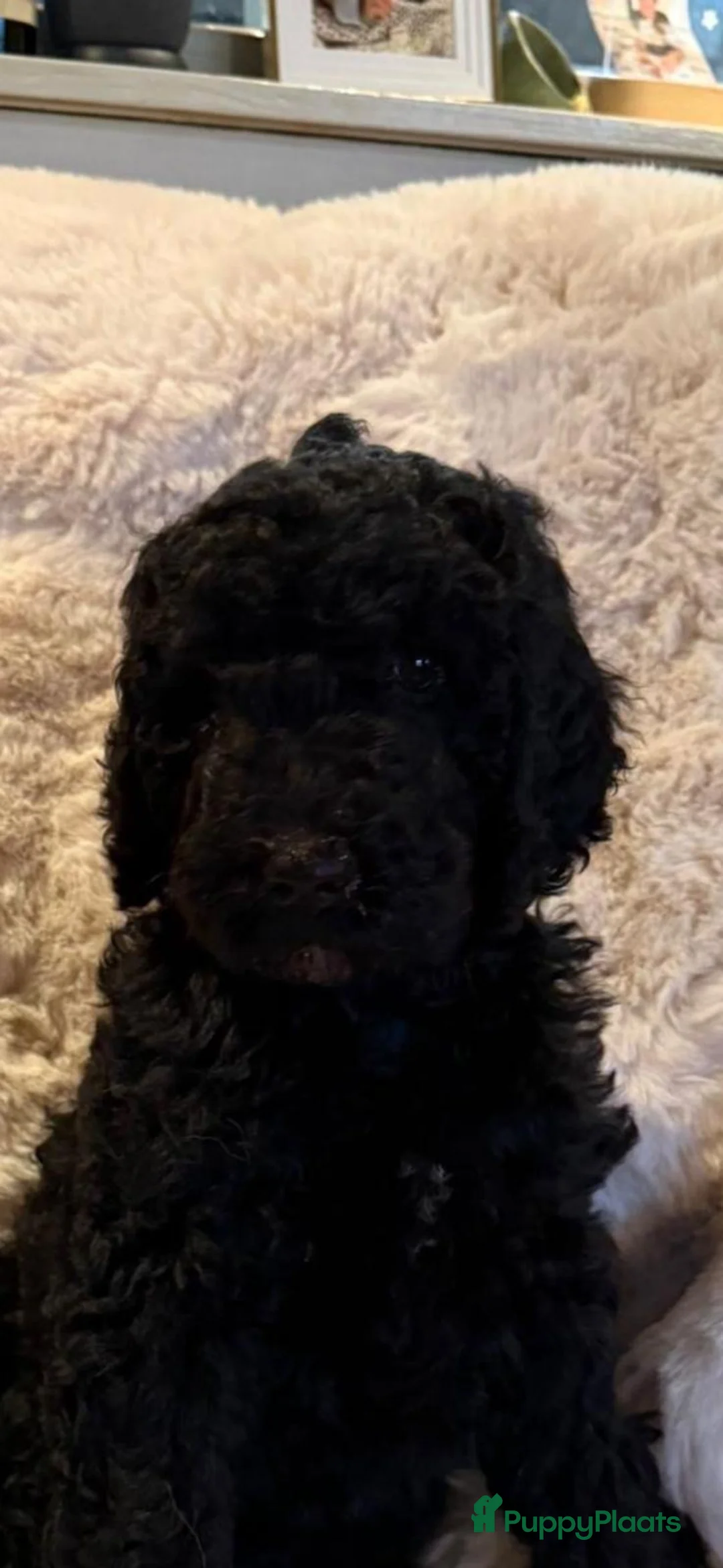 Kruising honden te koop: Middenslag golden doodles van dierenarts te koop - Advertentie 5