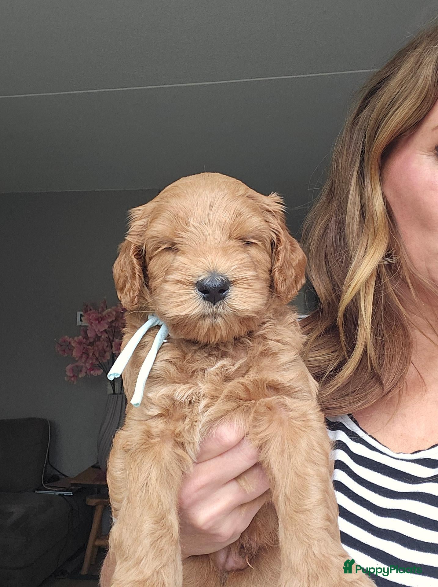 Australian Labradoodle honden Australian Labradoodle mini pups 2 reutjes nog - Advertentie 2