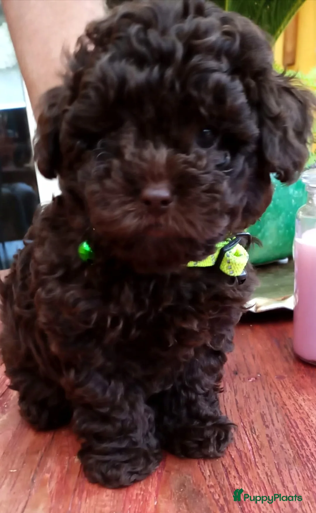 Shihpoo honden te koop: Shihpoo/Toypoedel Pups - Advertentie 9