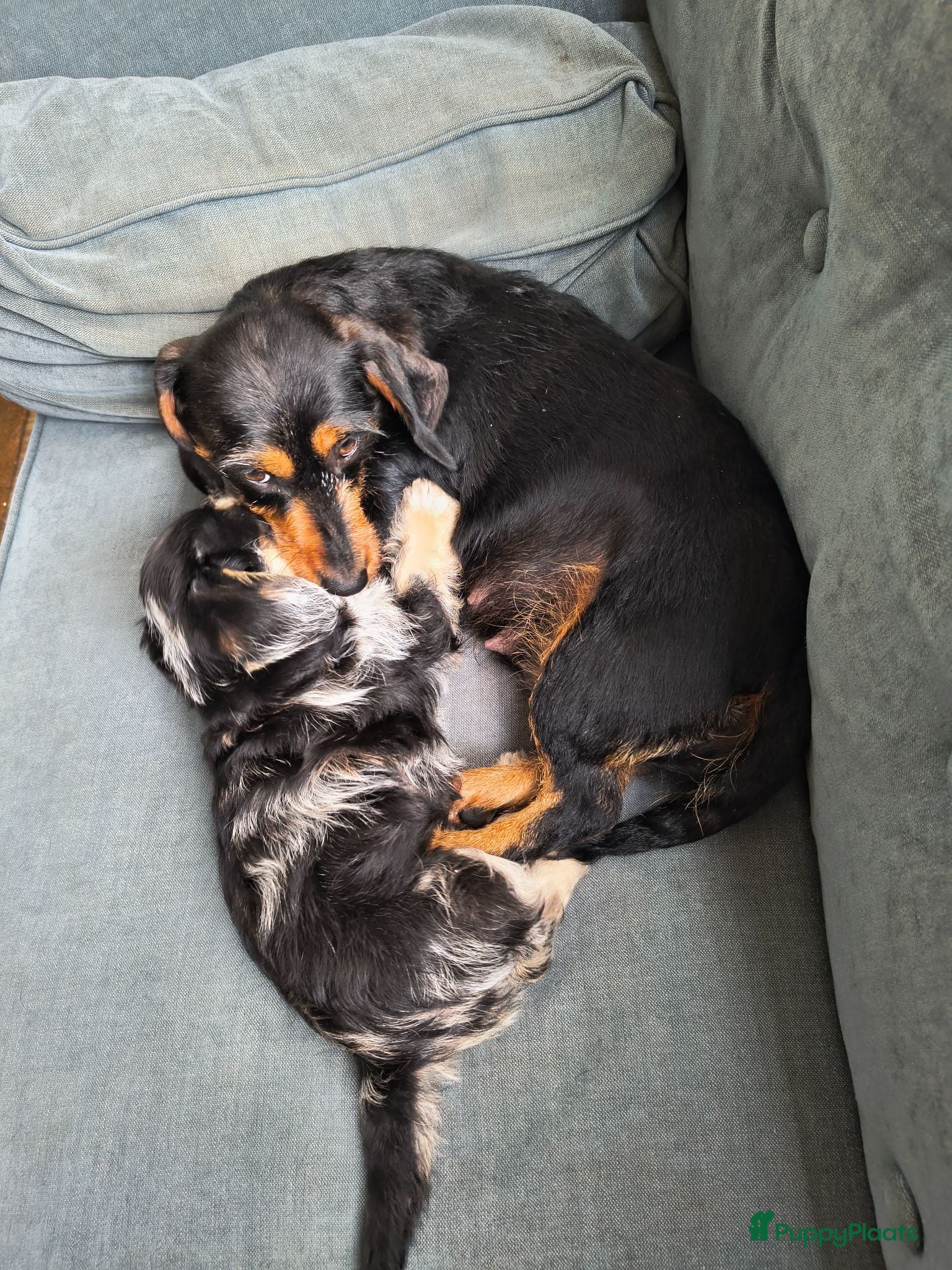 Kruising honden Prachtige pup teckel x maltezer - Advertentie 1