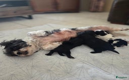Boomer honden te koop: 4 prachtige boomerpups bes6 - Afbeelding 1
