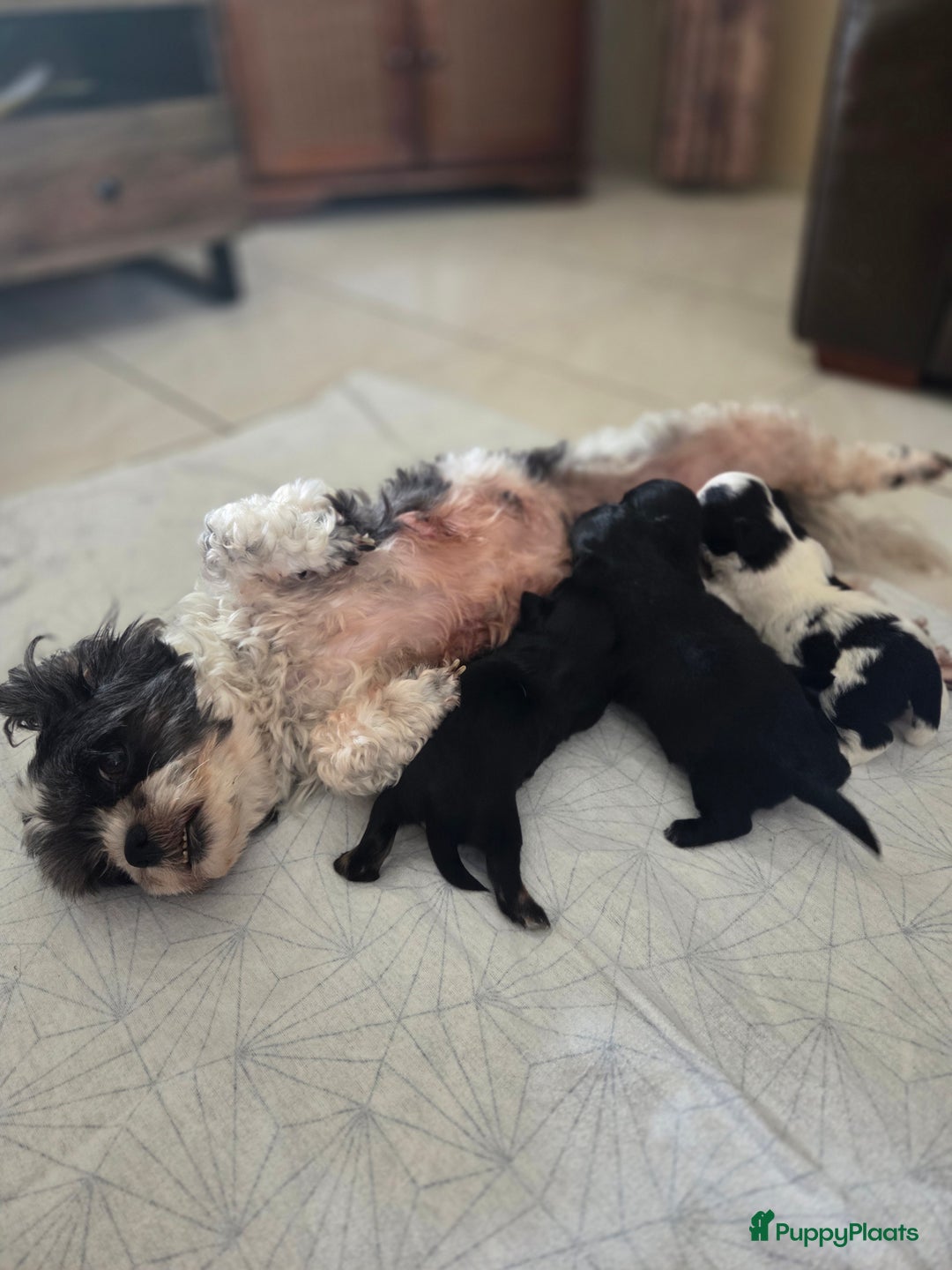Boomer honden te koop: 4 prachtige boomerpups bes6 - Afbeelding 1