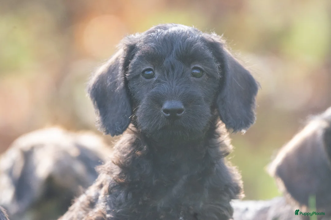 Kruising honden te koop: prachtige kruising teckel pups - Advertentie 18