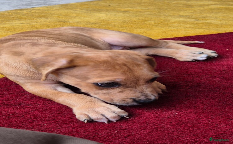 Rhodesian Ridgeback honden - Advertentie 16