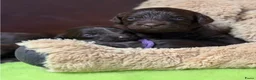 Labradoodle honden te koop: Labradoodle pups  - Advertentie 21