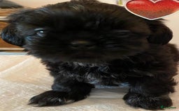 Shih Tzu honden te koop: Shih Tzu puppy's België - Afbeelding 15