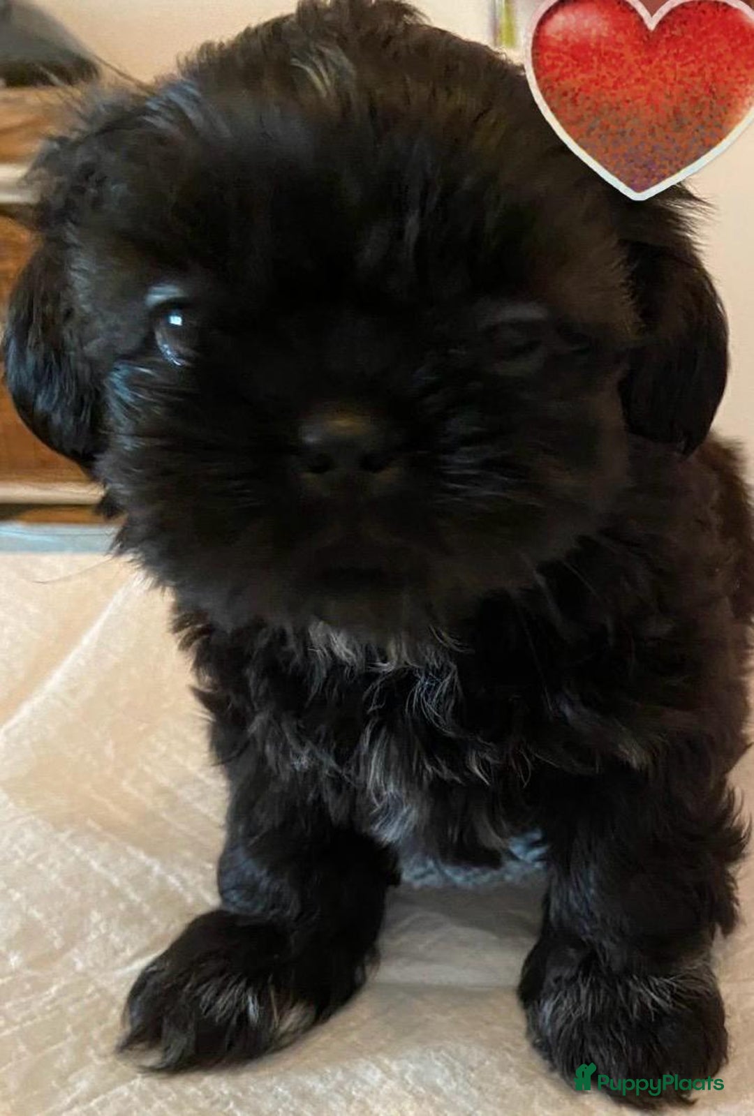 Shih Tzu honden te koop: Raszuivere Shih Tzu puppy's België - Afbeelding 15
