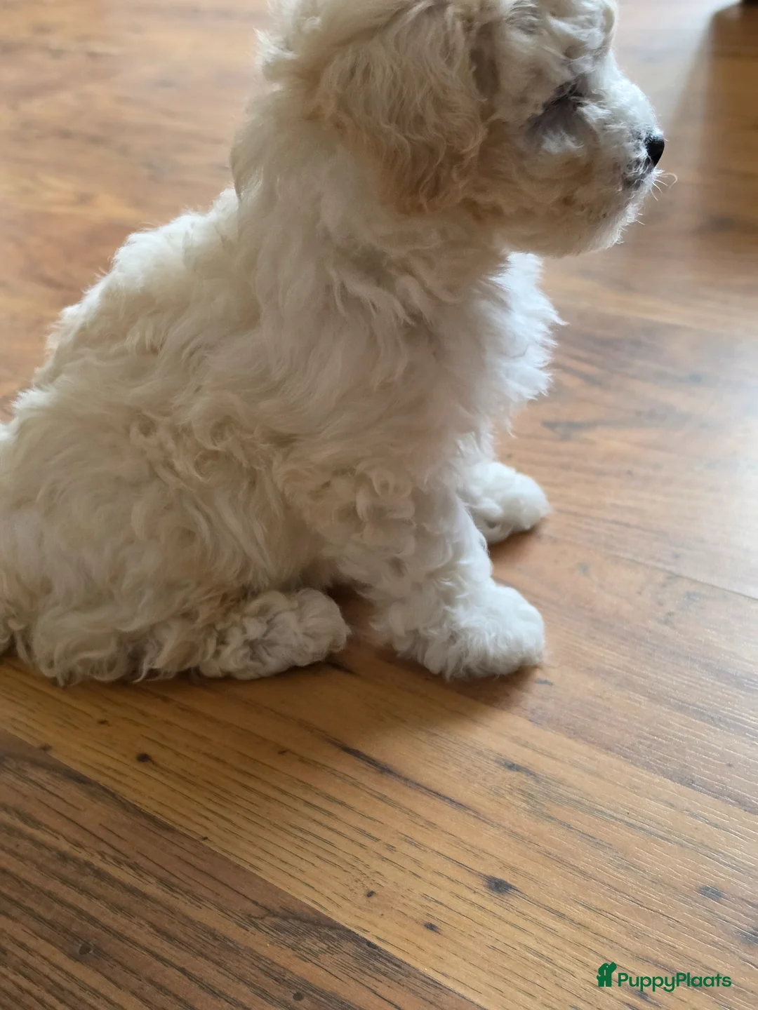 Kruising honden te koop: Lief teefje Maltezer x Bichon Frisé F1 in Vlaardingen - Advertentie 4