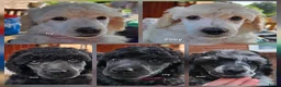 Labradoodle honden te koop: Prachtige labradoodle pups beschikbaar  - Advertentie 2
