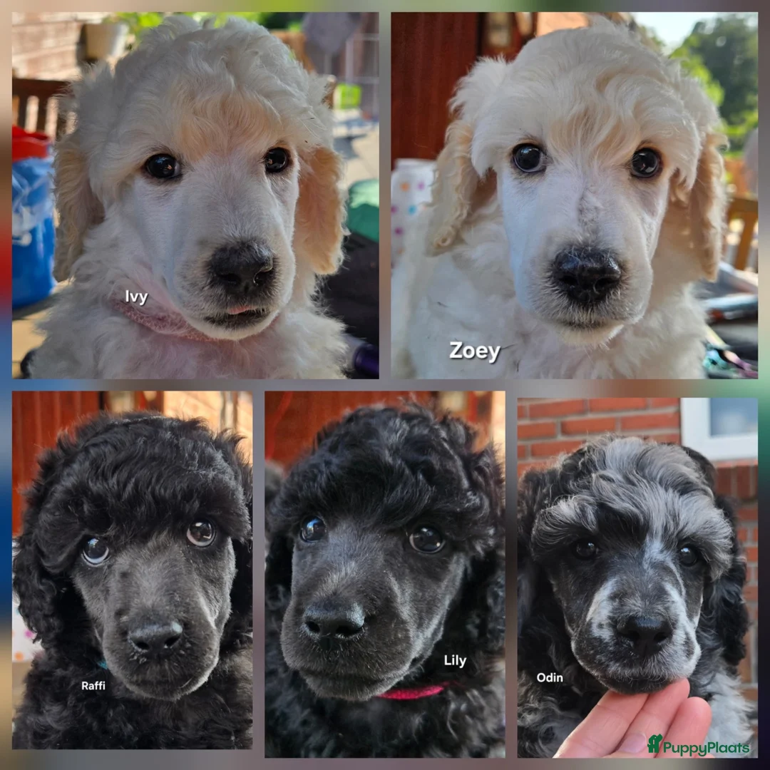 Labradoodle honden te koop: Prachtige labradoodle pups beschikbaar  - Advertentie 2