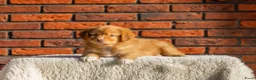 Kruising honden te koop: Super gesocialiseerde Toller x Austrlian shepherd  - Advertentie 4