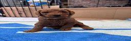 Australian Labradoodle honden te koop: Prachtig nest labradoodles (medium) - Advertentie 32