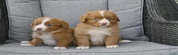 Nova Scotia Duck Tolling Retriever honden te koop: Nova Scotia Duck Tolling Retriever pups # Toller - Advertentie 15