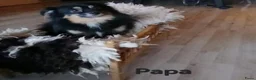 Kruising honden te koop: Lief Nestje Pomeriaan × Boomerpups  - Advertentie 2