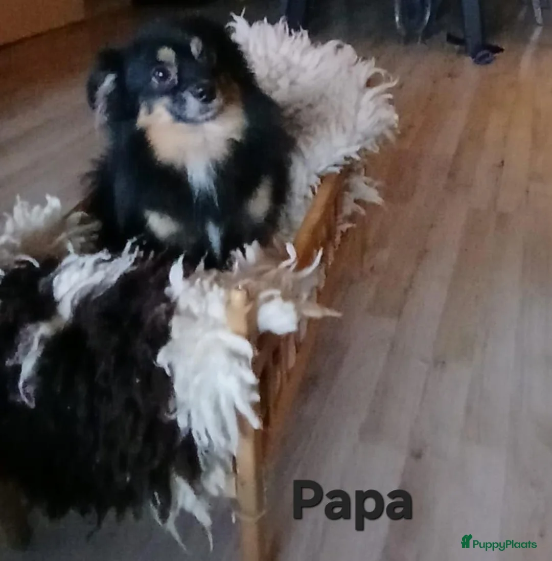 Kruising honden te koop: Lief Nestje Pomeriaan × Boomerpups  - Advertentie 2