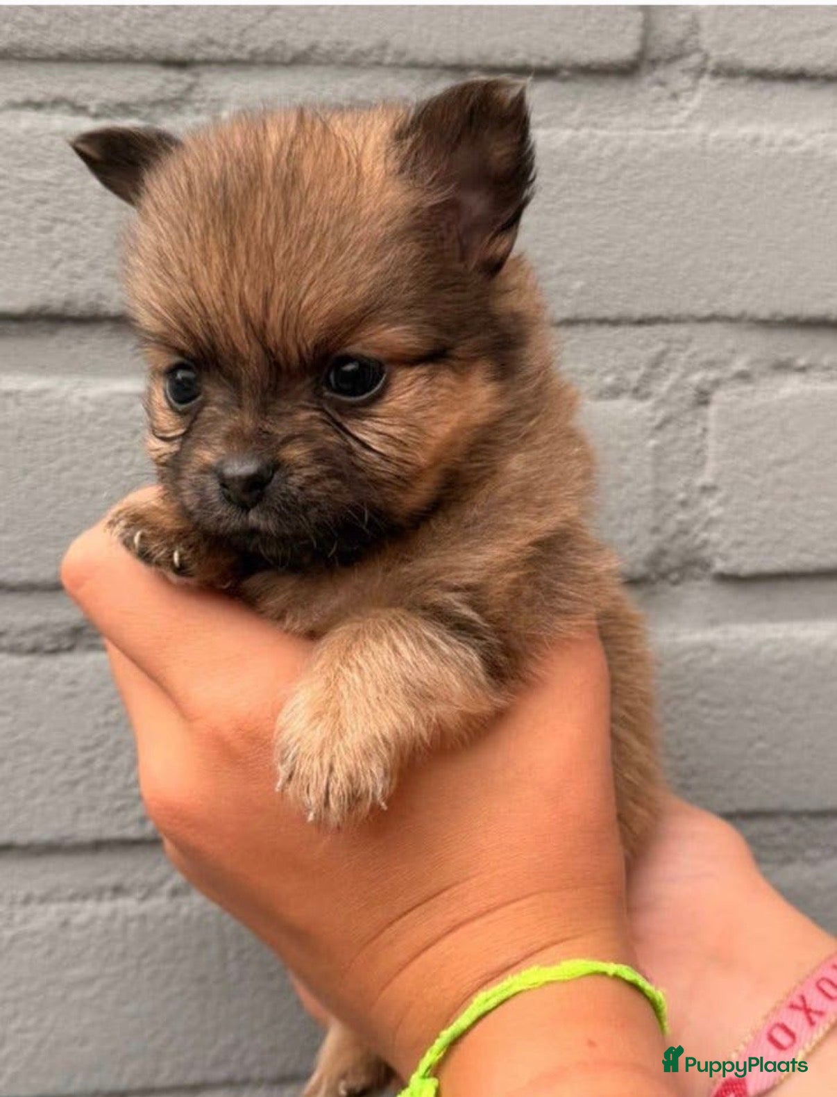 Pomchi honden Pomchi puppy’s chihuahua x pomeriaan  - Advertentie 2