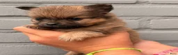 Pomchi honden te koop: Pomchi puppy’s chihuahua x pomeriaan  - Advertentie 2