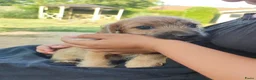 Kruising honden te koop: Doxiepoo pups. toypoedel x dwergteckel  - Advertentie 6