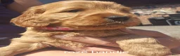 Cockapoo honden te koop: Cockapoo pups F1 - Advertentie 2