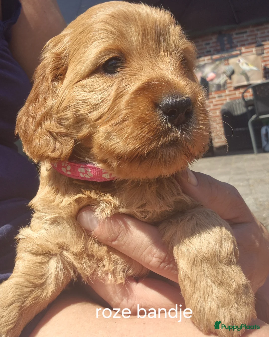Cockapoo honden te koop: Cockapoo pups F1 - Advertentie 2