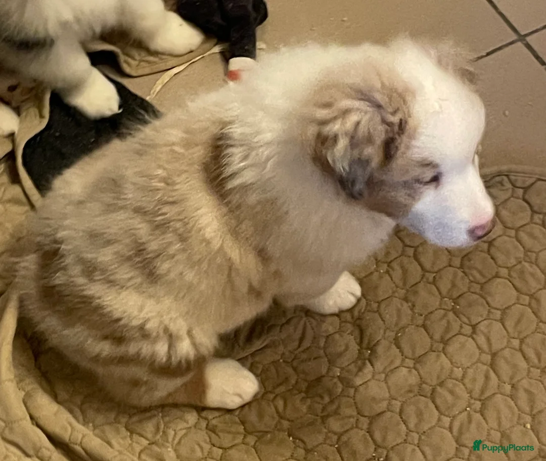 Australian Shepherd honden te koop: Australische herder pups - Advertentie 6