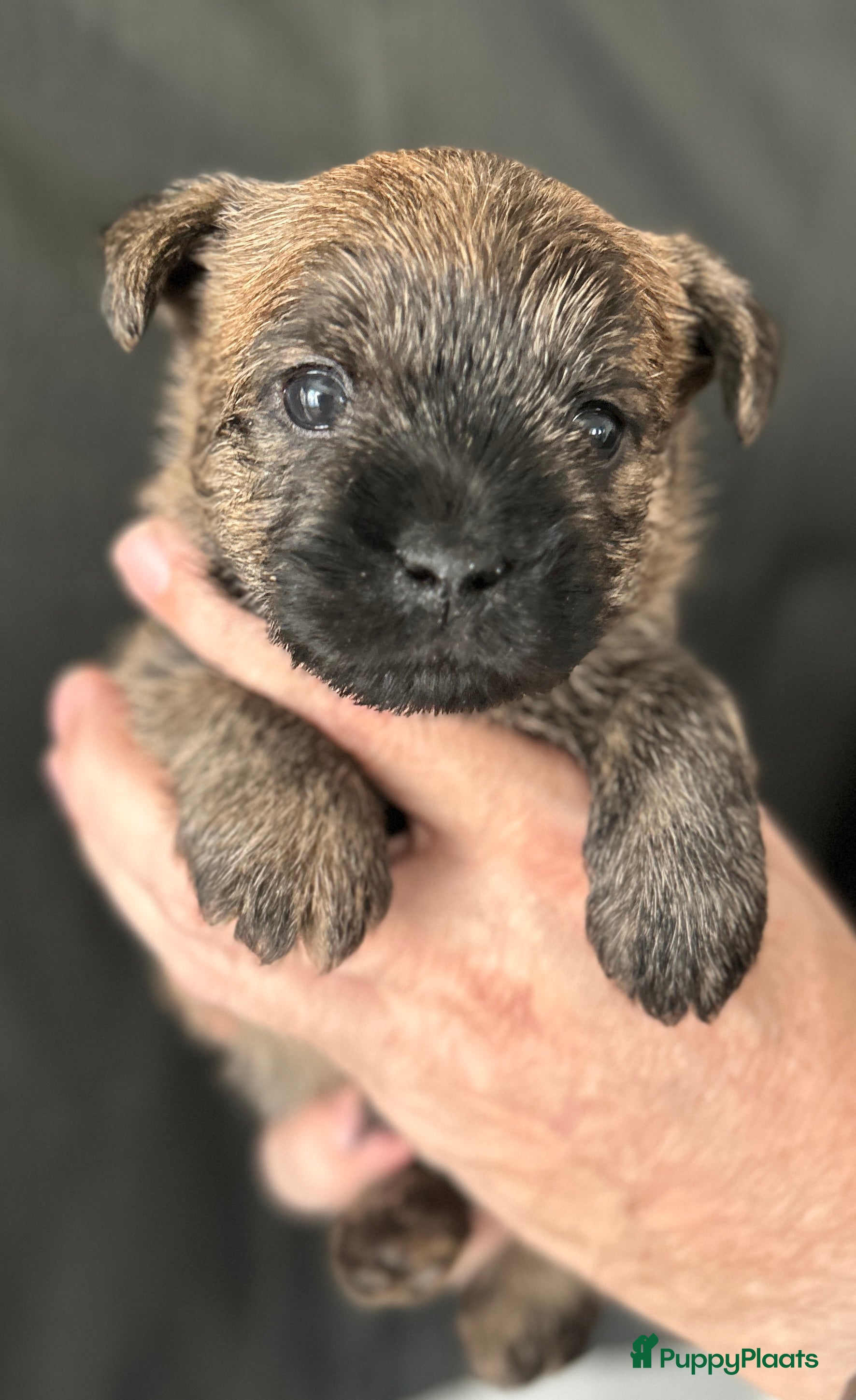 Cairn Terriër honden Cairn Terriër reutje gestroomd - Advertentie 1