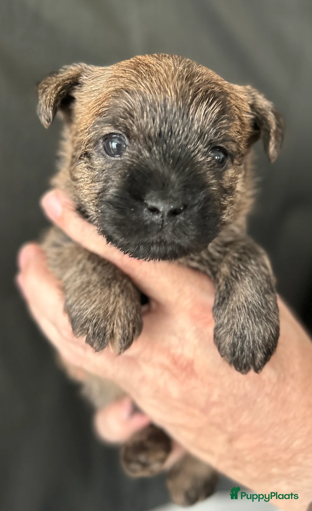 Cairn Terriër honden te koop: Cairn Terriër reutje gestroomd - Advertentie 1