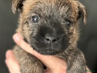 Cairn Terriër honden Cairn Terriër reutje gestroomd - Advertentie 1