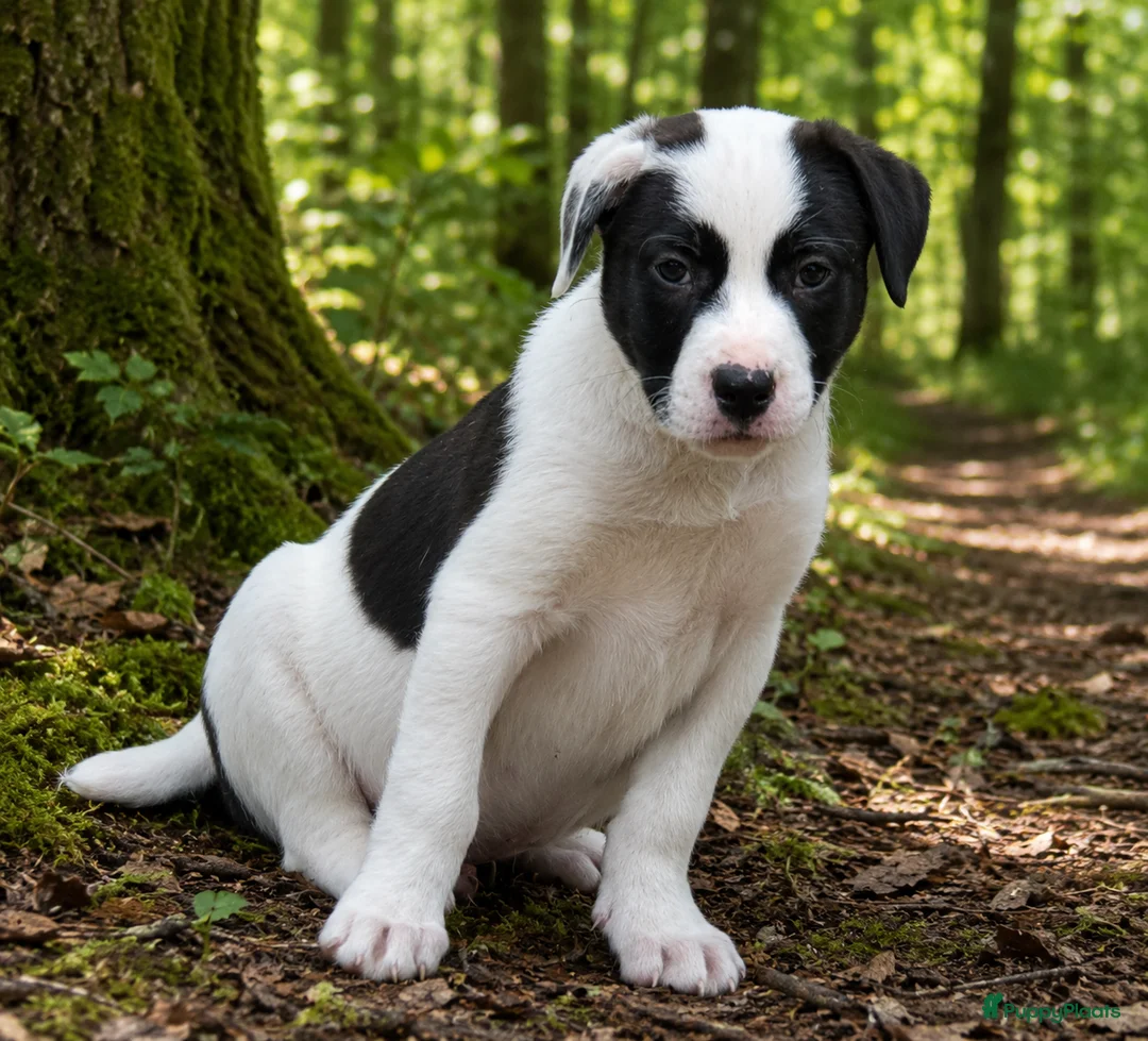 Kruising honden te koop: De laatste Border Collie Kruising pup - Advertentie 1
