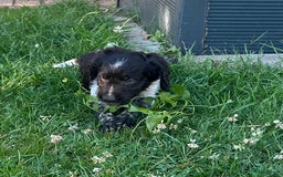 Heidewachtel honden te koop: Prachtige HeideDoodle pups in Mierlo - Afbeelding 7