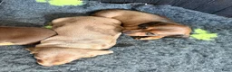 Dwergteckel honden te koop: Dwergteckel pups - Advertentie 13