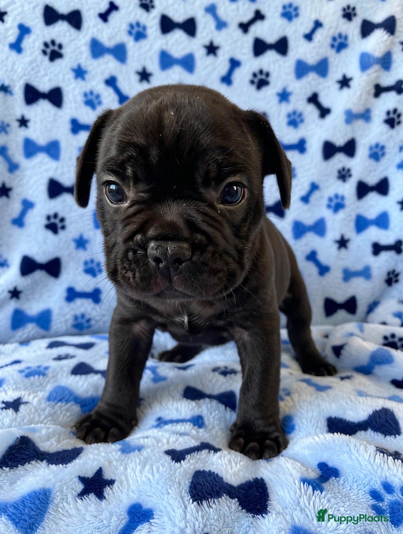 Franse Bulldog honden Franse bulldog pups - Advertentie 2