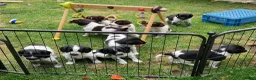 Friese Stabij honden te koop: Sasha en haar puppy's - Advertentie 2