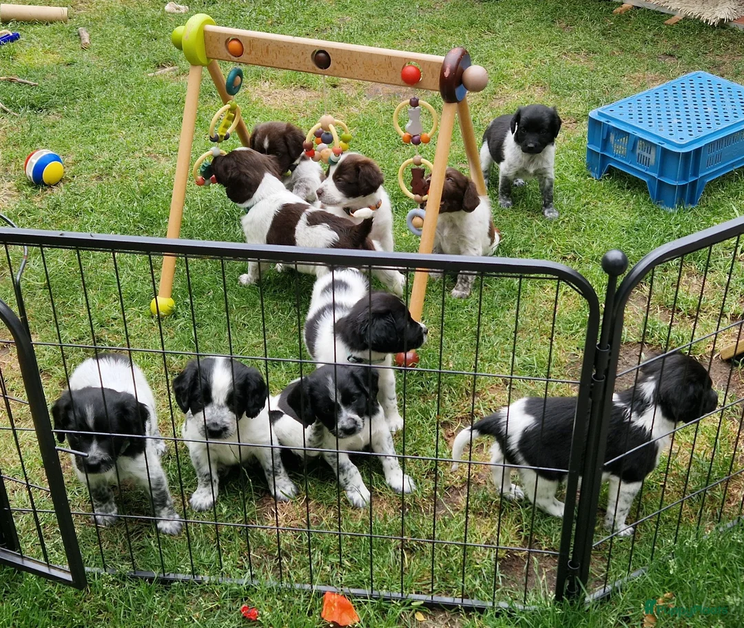 Friese Stabij honden te koop: Sasha en haar puppy's - Advertentie 2