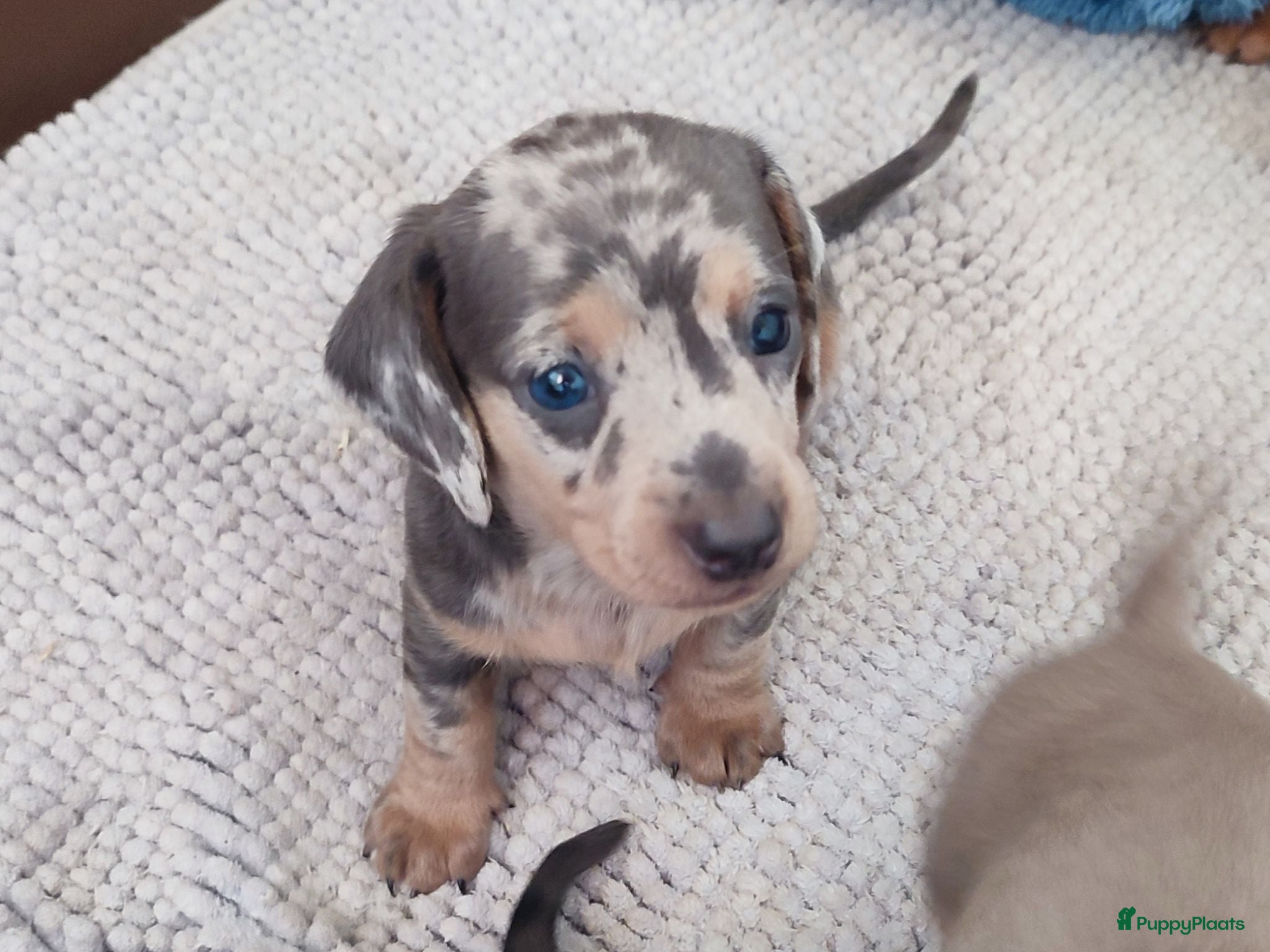 Teckel (korthaar)  honden Mooie dwergteckeltjes, aparte kleurtjes - Advertentie 1