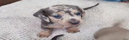 Teckel (korthaar)  honden te koop: Mooie dwergteckeltjes, aparte kleurtjes - Advertentie 1
