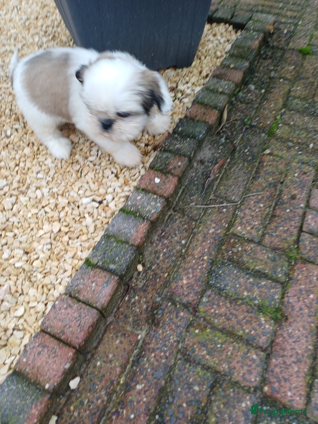 Shih Tzu honden te koop: leuke lieve ras zuiver shih tzu pups - Advertentie 30