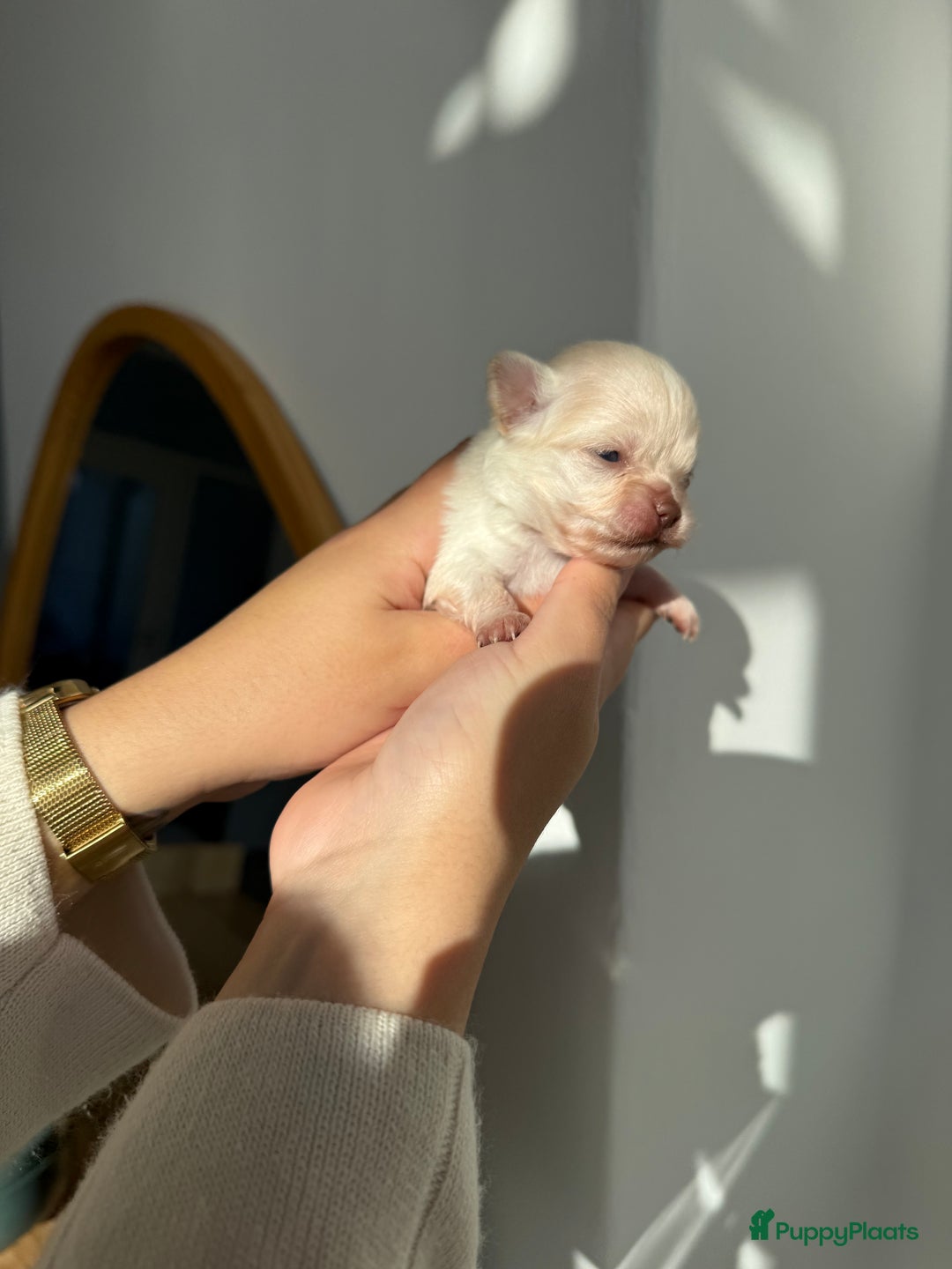 Chihuahua honden te koop: Chihuahuas pups - Advertentie 22