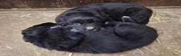Kruising honden te koop: Kruising pups in Ljussens - Advertentie 13
