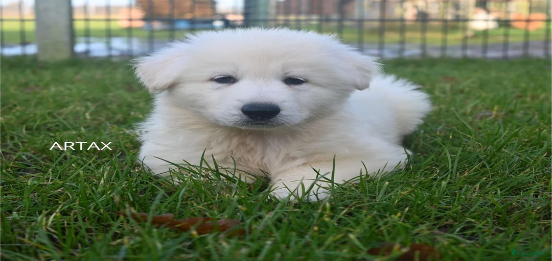 Galerij afbeelding {{count}}