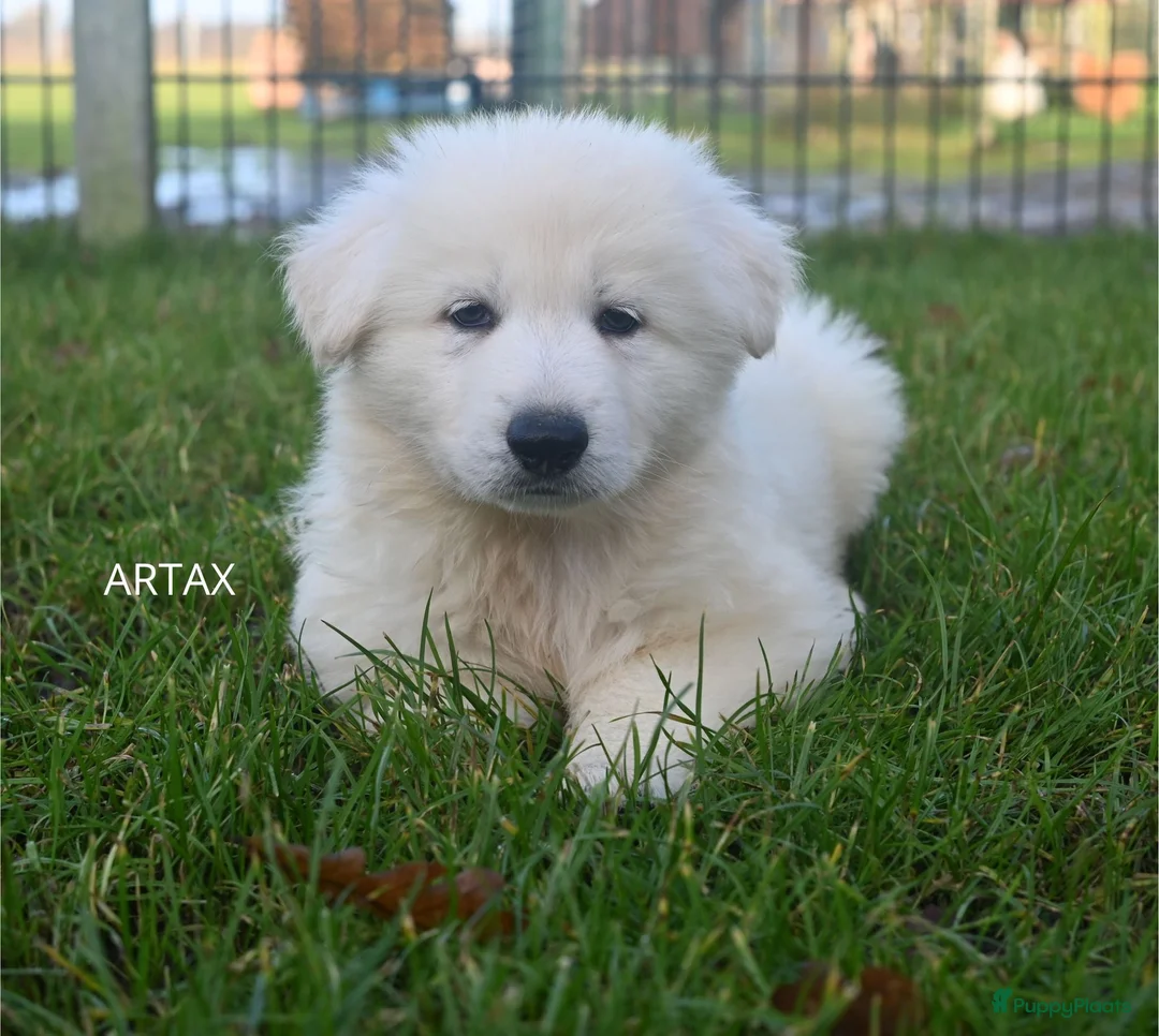 Galerij afbeelding {{count}}