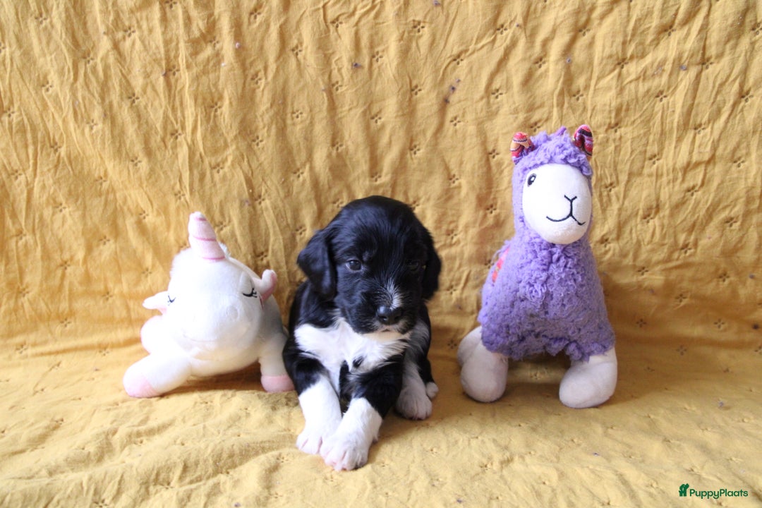 Barbet honden te koop: Barbet puppy’s geboren - Advertentie 6