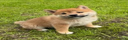 Shiba honden te koop: Shiba inu pups van top ouders - Advertentie 6