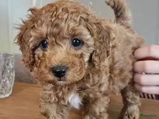 Dwergpoedel honden Dwergpoedel pups - Advertentie 2