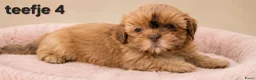 Kruising honden te koop: Prachtige boomer pups. Shih tzu maal maltezer. - Advertentie 8