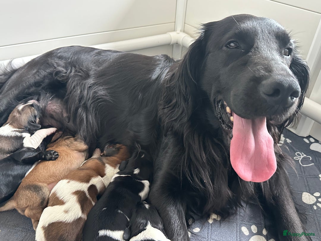 Kruising honden te koop: Nog 2 knuffelbare kruising puppy’s beschikbaar  - Afbeelding 15